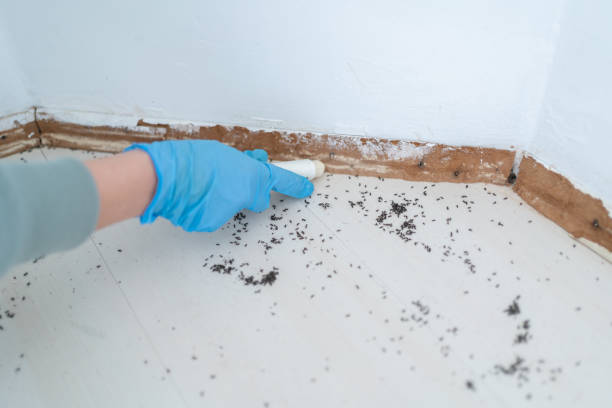 Best Cockroach Control Services  in Laurence Harbor, NJ